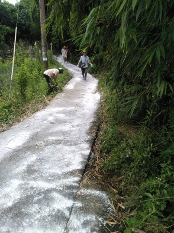 Ngọc Thành, Chi Đoàn ấp Ngã Năm và Ban lãnh đạo ấp rải vôi bột cho nhân dân đi lại dễ dàng