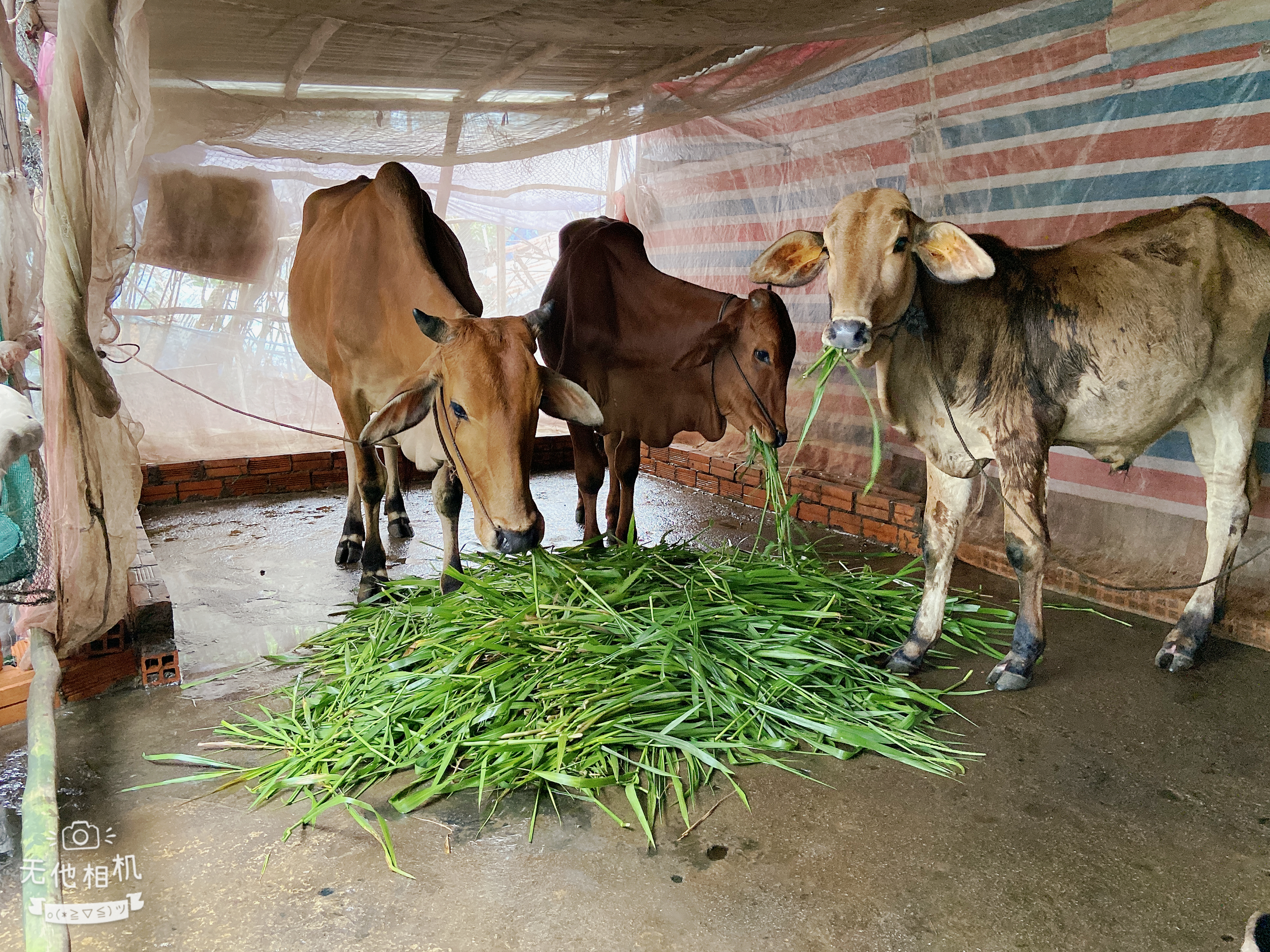 Xã đoàn Long Thạnh hỗ trợ ý tưởng, mô hình khởi nghiệp cho thanh niên phát triển kinh tế, và trong lĩnh vực bảo vệ môi trường 