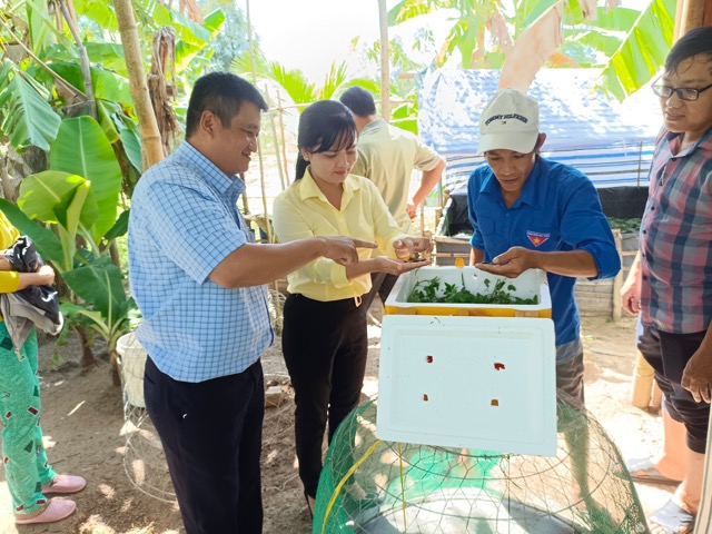 Mô hình nuôi ốc bưu thanh niên ở xã Thạnh Bình.