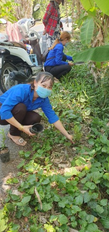 xã đoàn Hòa Hưng xây dựng công trình thanh niên trồng bông trang