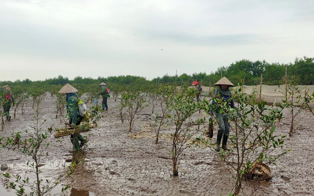 Những người phụ nữ miệt mài bám biển, phủ xanh cho rừng ngập mặn